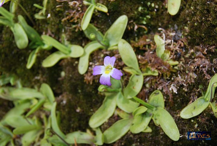 pinguicola hirtiflora.JPG